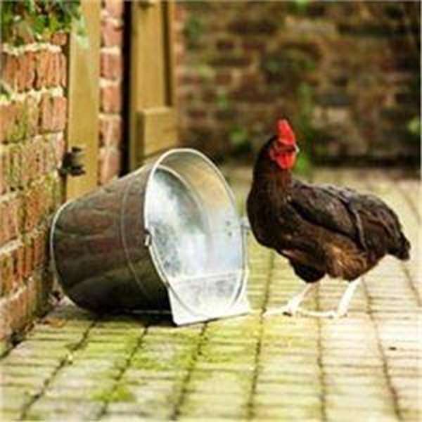 Galvanized Poultry Bucket Drinker 12 Litre